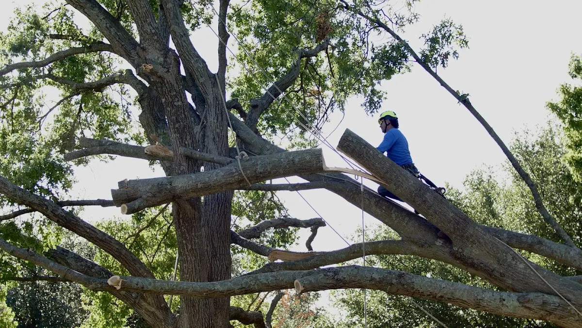 Professional Hazardous Tree Removal performed by certified arborists in Danboro